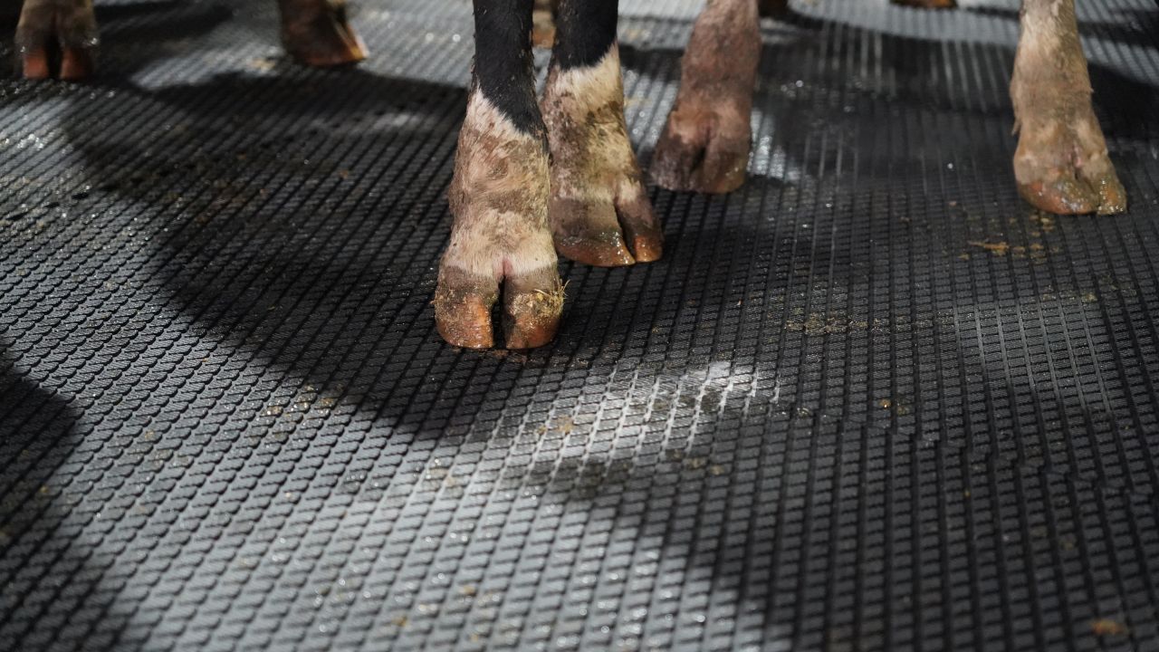 Animat a North West Rubber company